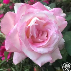 Heirloom Roses My Caroline™ Sale