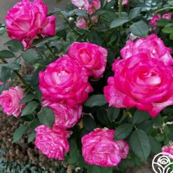 Heirloom Roses My Caroline™ Sale