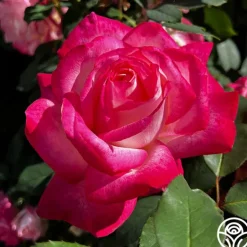 Heirloom Roses My Caroline™ Sale