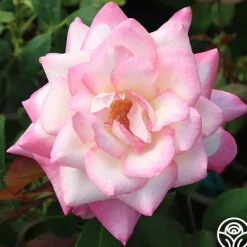 Heirloom Roses My Caroline™ Sale