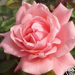 Heirloom Roses Nantucket Sale