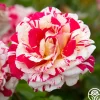 Heirloom Roses Neil Diamond Clearance