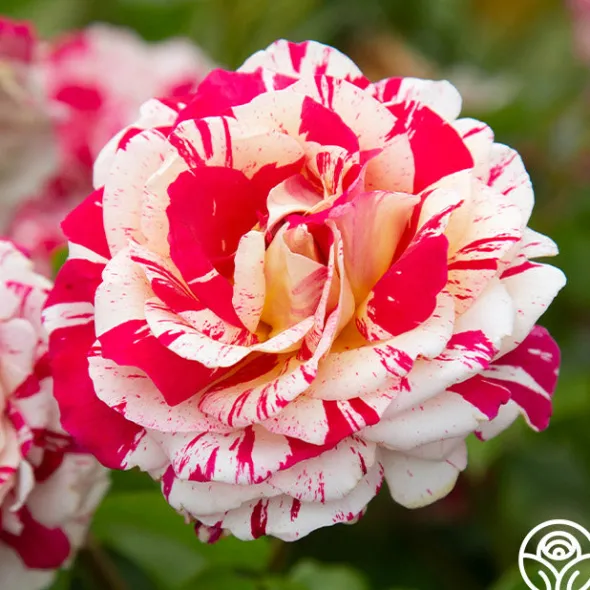 Heirloom Roses Neil Diamond Clearance