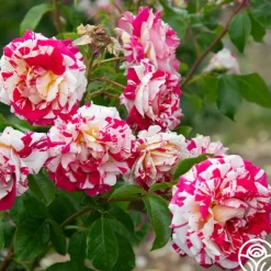Heirloom Roses Neil Diamond Clearance