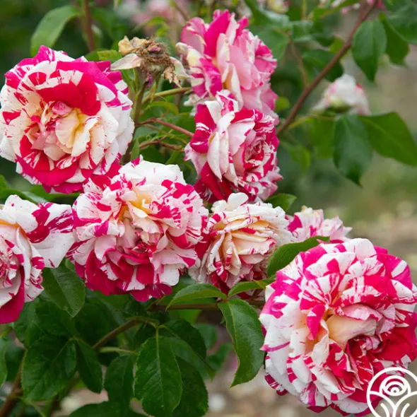Heirloom Roses Neil Diamond Clearance