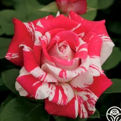 Heirloom Roses Neil Diamond Clearance