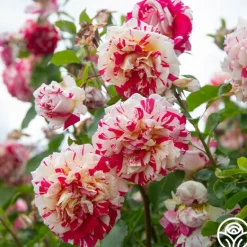 Heirloom Roses Neil Diamond Clearance