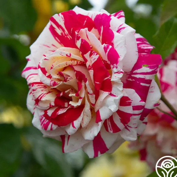 Heirloom Roses Neil Diamond Clearance