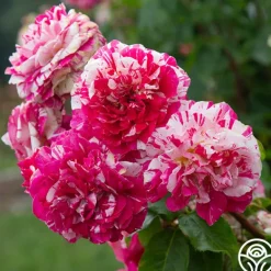 Heirloom Roses Neil Diamond Clearance