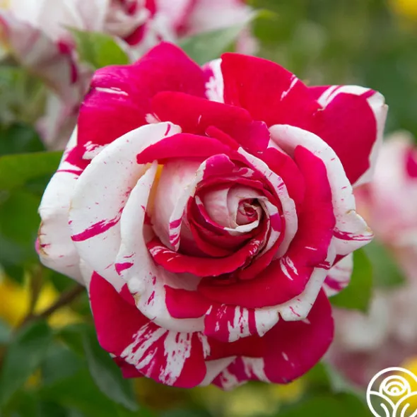 Heirloom Roses Neil Diamond Clearance