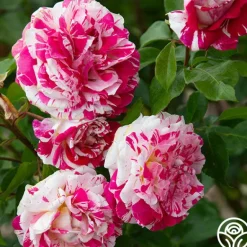 Heirloom Roses Neil Diamond Clearance
