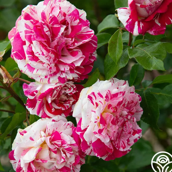 Heirloom Roses Neil Diamond Clearance