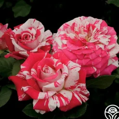 Heirloom Roses Neil Diamond Clearance