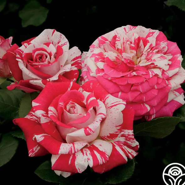 Heirloom Roses Neil Diamond Clearance