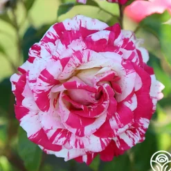 Heirloom Roses Neil Diamond Clearance