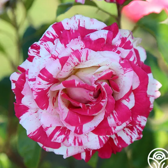 Heirloom Roses Neil Diamond Clearance