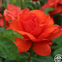 Heirloom Roses Nelson Mandela Clearance