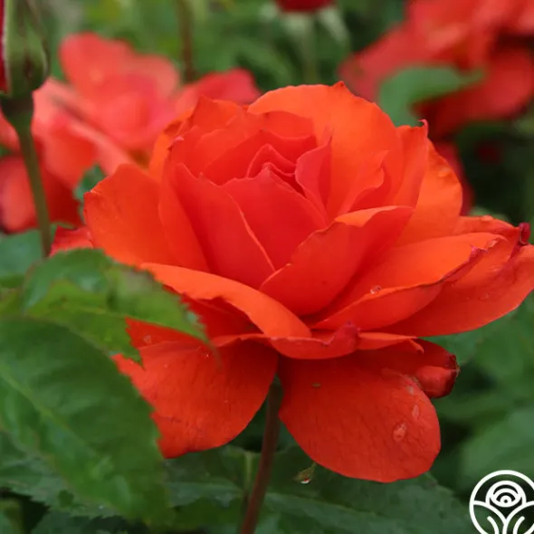 Heirloom Roses Nelson Mandela Clearance