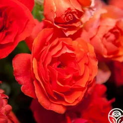 Heirloom Roses Nelson Mandela Clearance
