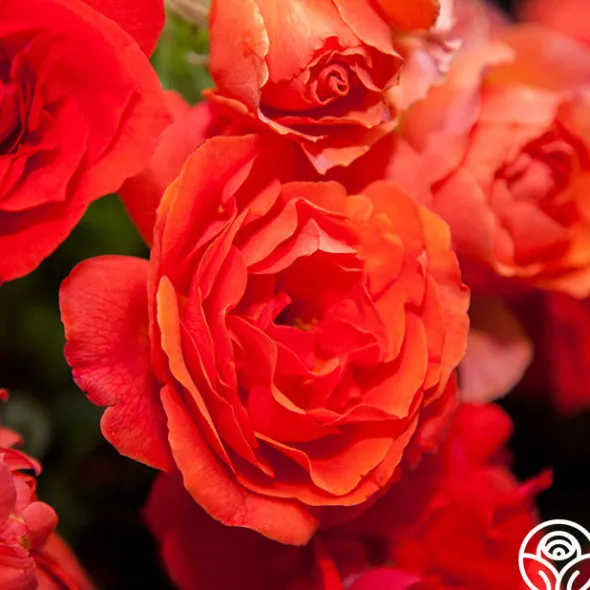 Heirloom Roses Nelson Mandela Clearance