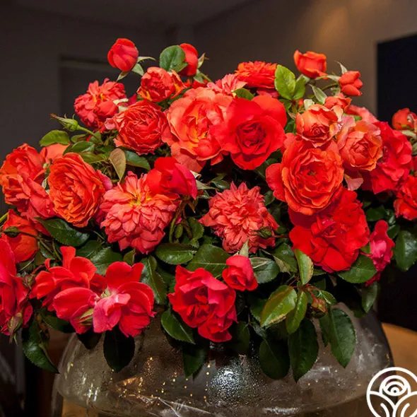 Heirloom Roses Nelson Mandela Clearance