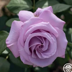 Heirloom Roses Neptune™ Sale