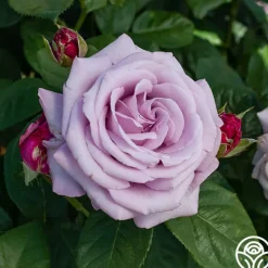 Heirloom Roses Neptune™ Sale