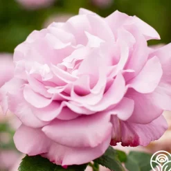 Heirloom Roses Neptune™ Sale