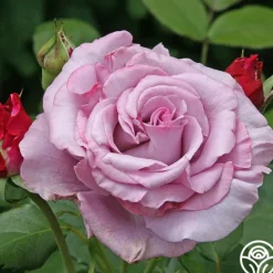 Heirloom Roses Neptune™ Sale