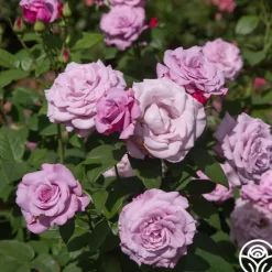 Heirloom Roses Neptune™ Sale
