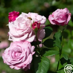 Heirloom Roses Neptune™ Sale