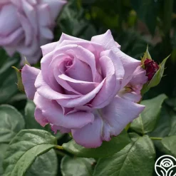Heirloom Roses Neptune™ Sale