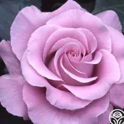 Heirloom Roses Neptune™ Sale