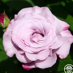 Heirloom Roses Neptune™ Sale