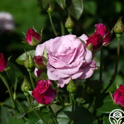 Heirloom Roses Neptune™ Sale