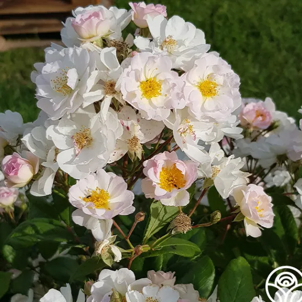 Heirloom Roses Never Forget Rose® Clearance