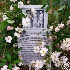 Heirloom Roses Never Forget Rose® Clearance