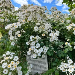 Heirloom Roses Never Forget Rose® Clearance