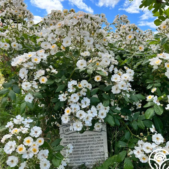 Heirloom Roses Never Forget Rose® Clearance