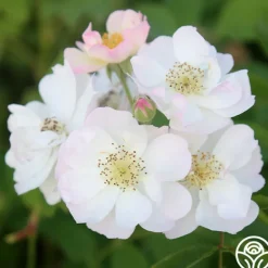 Heirloom Roses Never Forget Rose® Clearance