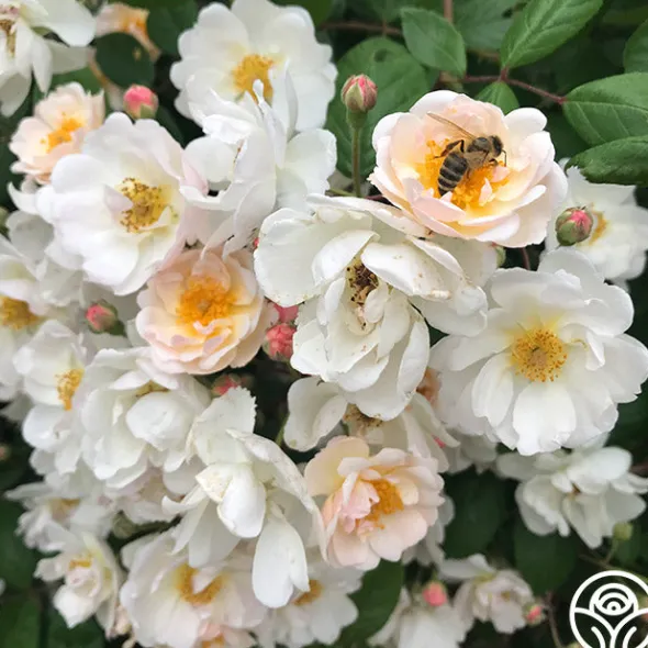 Heirloom Roses Never Forget Rose® Clearance