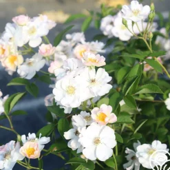 Heirloom Roses Never Forget Rose® Clearance