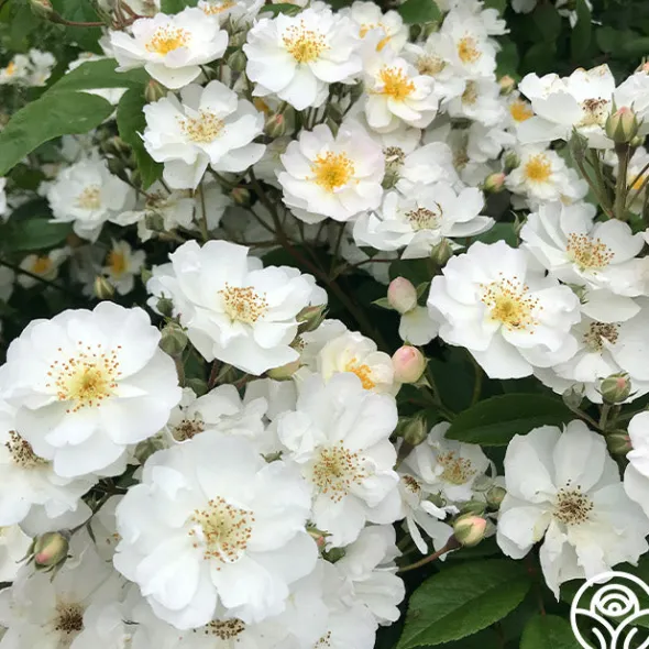 Heirloom Roses Never Forget Rose® Clearance