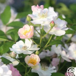 Heirloom Roses Never Forget Rose® Clearance
