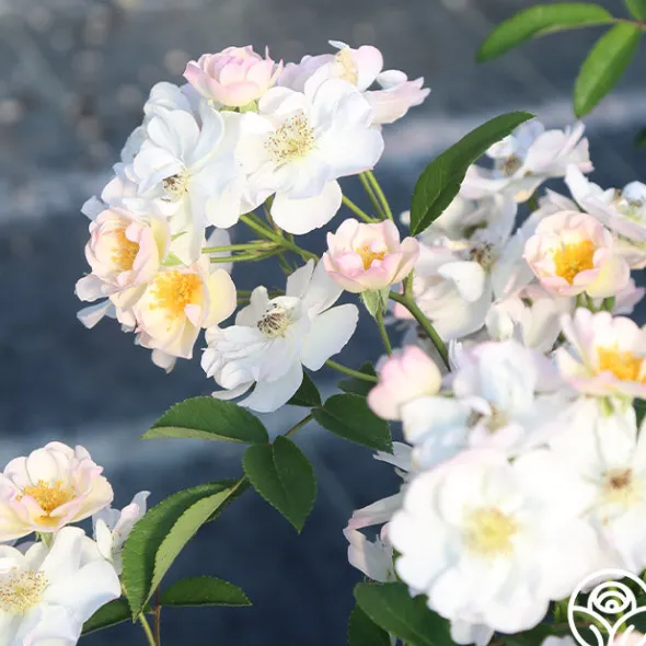 Heirloom Roses Never Forget Rose® Clearance