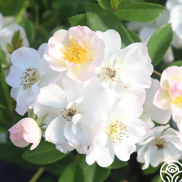 Heirloom Roses Never Forget Rose® Clearance