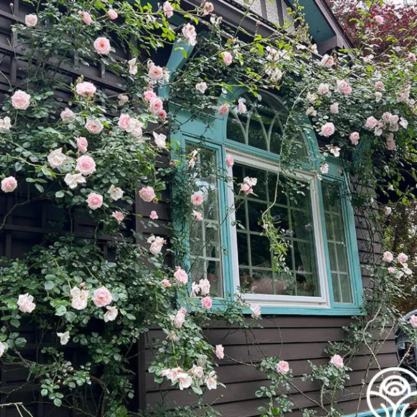 Heirloom Roses New Dawn™ Best