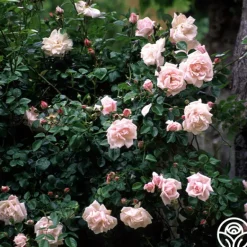 Heirloom Roses New Dawn™ Best