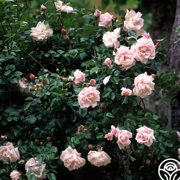 Heirloom Roses New Dawn™ Best