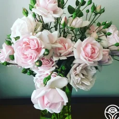 Heirloom Roses New Dawn™ Best